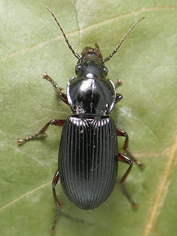 Carabidae: Pterostichus melanarius